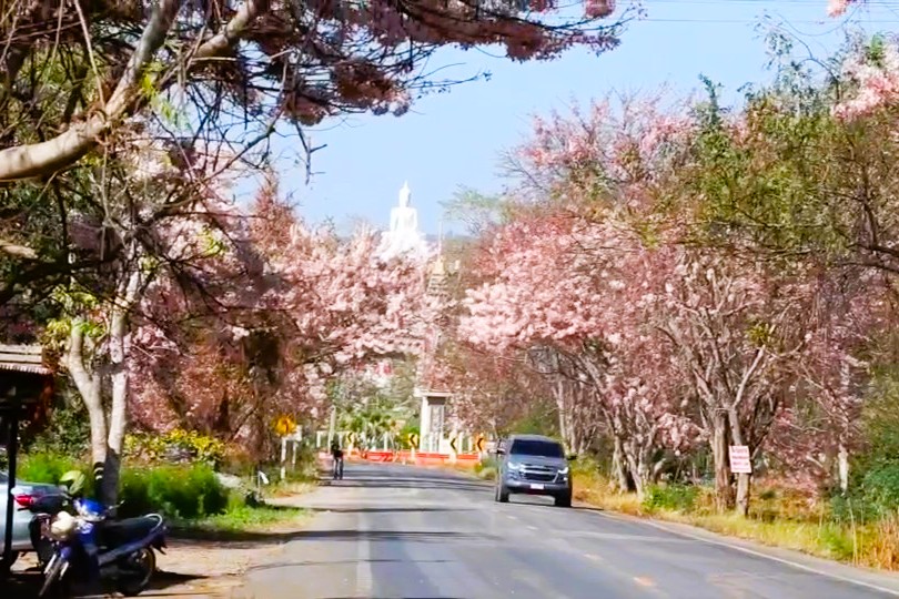 บานสะพรั่ง &ldquo;ดอกกัลปพฤกษ์&rdquo;หรือดอกซากุระเมืองไทย จังหวัดลพบุรี บานอวดโฉมสองฝั่งถนน สาย 2 บ้านถ้ำบ่อทอง อำเภอพัฒนานิคม จังหวัดลพบุรี