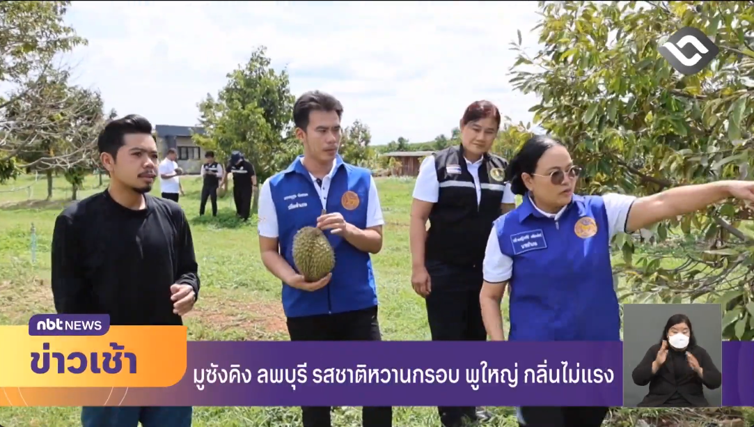 มูซังคิง ลพบุรี รสชาติหวานกรอบ พูใหญ่ กลิ่นไม่แรง