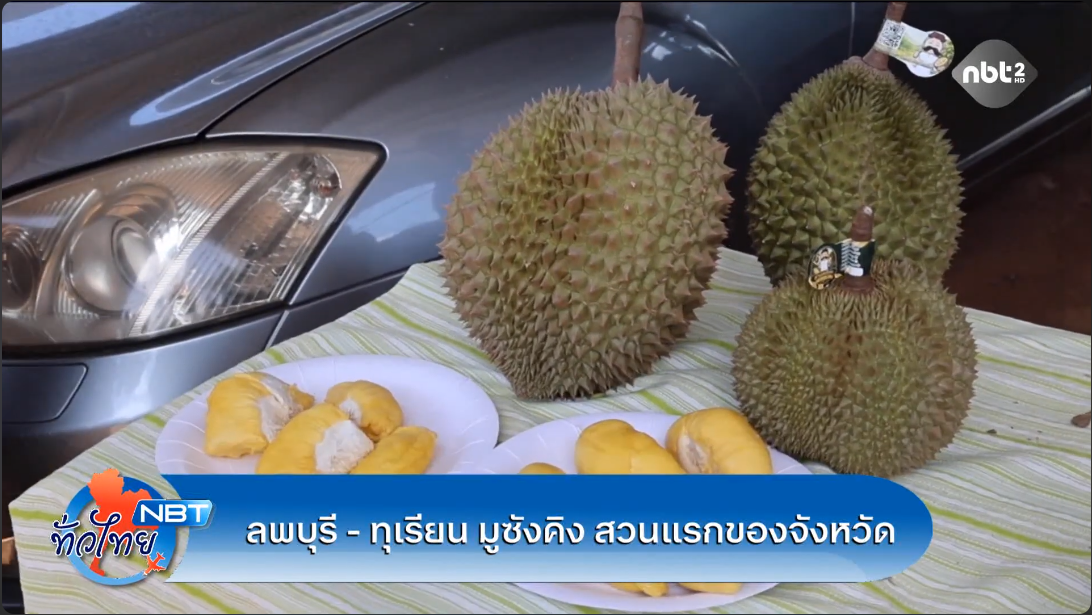 ทุเรียน มูซังคิง สวนแรกของจังหวัดลพบุรี NBT ทั่วไทย