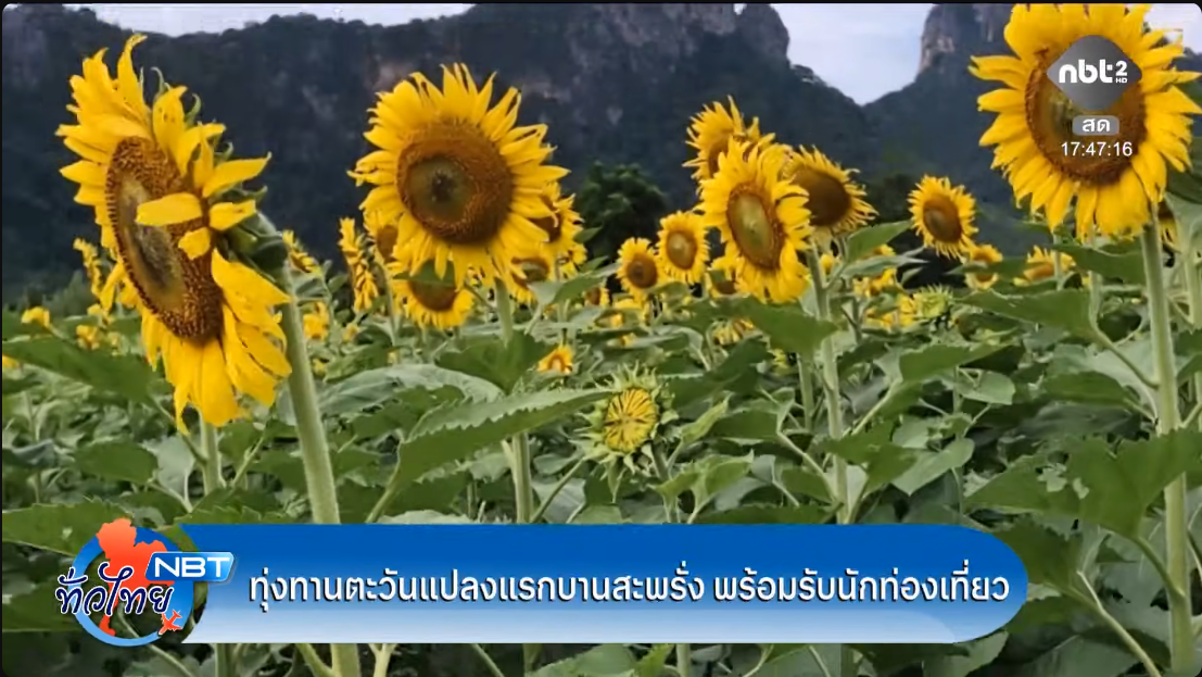  ทุ่งทานตะวันแปลงแรกบานสะพรั่ง พร้อมรับนักท่องเที่ยว จังหวัดลพบุรี NBT ทั่วไทย วันที่ 11 ตุลาคม 2569