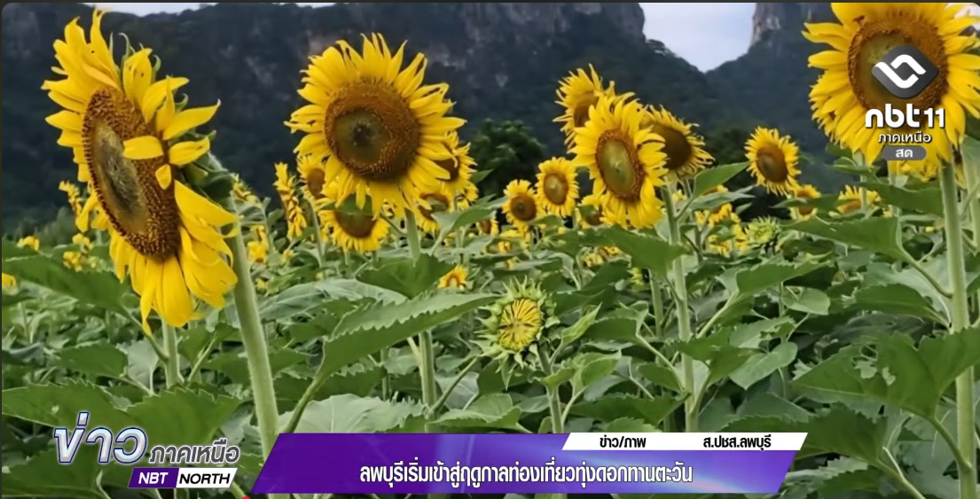  จังหวัดลพบุรีเริ่มเข้าสู่ฤดูกาลท่องเที่ยวทุ่งดอกทานตะวัน